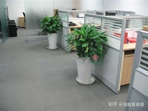 東莞水災 办公室放什么植物好